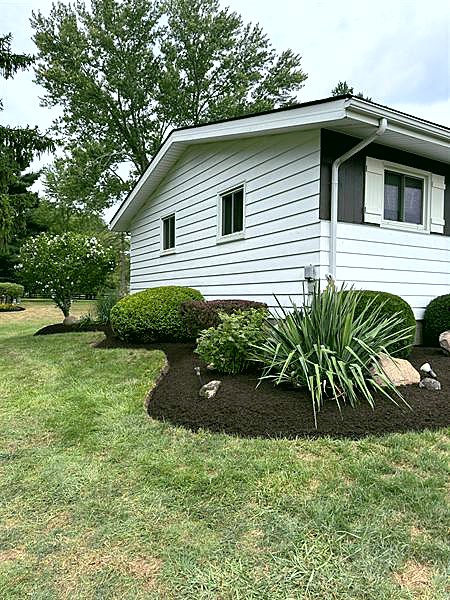 A crisp-edged black mulch bed with ornamental grasses and shrubs against a house.