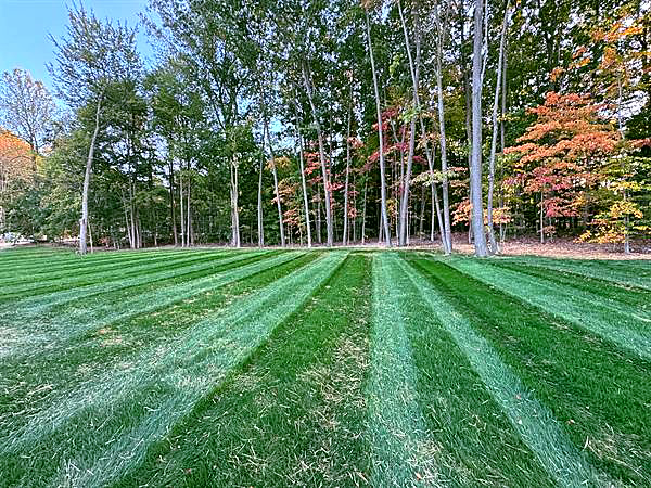 A striped lawn edged by a hardwood forest.