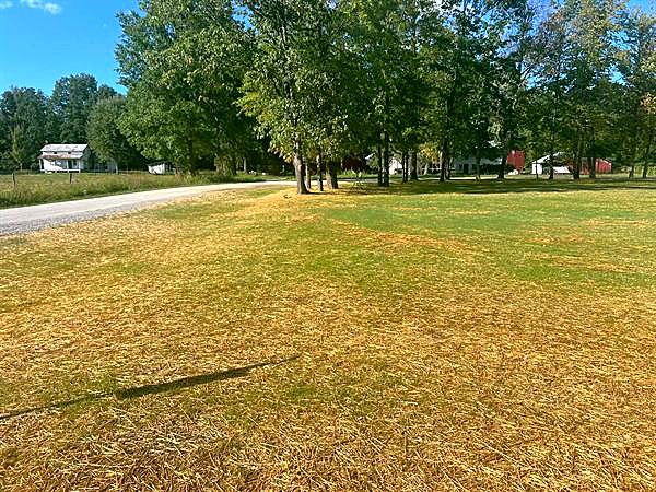 A freshly seeded lawn under straw beside a country road.
